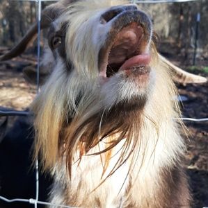 Meet your Posher, Cayden